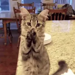 Endearing picture of a cat begging for food.